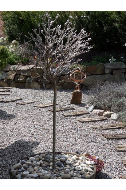 Salix helvetica on shtamb